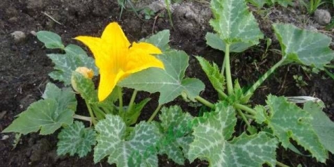 Kako posaditi sadnice tikvica u otvorenom tlu